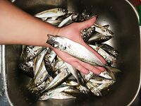 Севастополь, майские: активная ставрида в бухте и разнорыбица на рейде