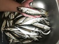 Севастополь, майские: активная ставрида в бухте и разнорыбица на рейде