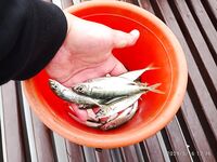 Алушта: на поплавок с рыбьей насадкой пока ноль, но самодур «валит» с буны