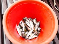 Алушта: на поплавок с рыбьей насадкой пока ноль, но самодур «валит» с буны