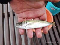 Алушта: на поплавок с рыбьей насадкой пока ноль, но самодур «валит» с буны