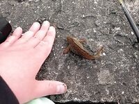 Первый отклик под волнорезом: морской червь и рука как сигнализатор