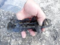 Бычара порадовал: уверенная поклёвка и короткий бой в камнях