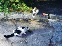 Бычара порадовал: уверенная поклёвка и короткий бой в камнях