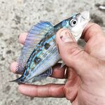 Мамайка, волнорез с 6 до 9: ставрида и окунь на половинку местной креветки