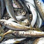 Мамайка, волнорез с 6 до 9: ставрида и окунь на половинку местной креветки