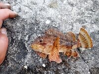 Смарида в 20:00 на поплавок: две штуки и червь закончился