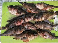 Новомихайловский и Лермонтово: карась только подходит, непогода тормозит