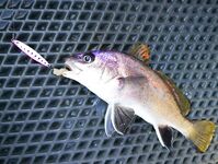 Новомихайловский и Лермонтово: карась только подходит, непогода тормозит