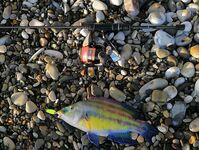 Новомихайловский и Лермонтово: карась только подходит, непогода тормозит