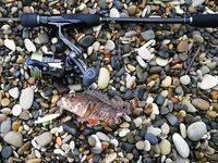 Новомихайловский и Лермонтово: карась только подходит, непогода тормозит