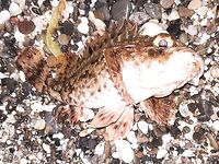 Купальный азарт и ветер: ставрида слабая, барабулька мимо — учусь на дроп-шот