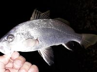 Дивноморское: лучше не с бун, а «кубы» слева или правее у устья