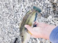 Дивноморское: лучше не с бун, а «кубы» слева или правее у устья