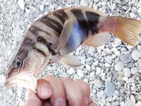 Дивноморское: лучше не с бун, а «кубы» слева или правее у устья