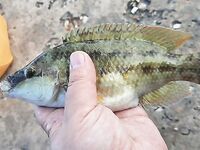 Крым с ультралайтом: ставрида как простой способ, ночами — скорпена, горбыль не дался