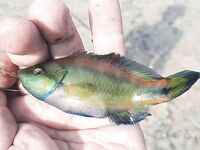 Крым с ультралайтом: ставрида как простой способ, ночами — скорпена, горбыль не дался