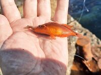 Крым с ультралайтом: ставрида как простой способ, ночами — скорпена, горбыль не дался