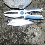 Ночная ставрида «выше среднего»: прозрачная резина хуже, горбыль порвал полиэстер