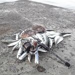 Ночная ставрида «выше среднего»: прозрачная резина хуже, горбыль порвал полиэстер