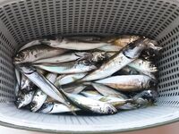 Приехали — вода бодрит: до сумерек мелочь на каждом забросе