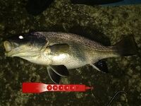 Горбыль влетел в сумерках: бомбарда Tict L, 0.8 г голова, светонакоп «spro»