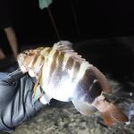 Тонущая бомбарда 3 г и Marukyu: ставрида радует «жирком»