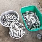 Новороссийск с лодки: с 6 до 13 — очень результативно