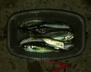 Южак залил пирсы наполовину: в мутной воде пилькер дал «товарку», но сходов море