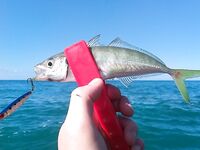 Ставриду собрал под пеной и мусором: 12 г пилькер, разные горизонты, около трёх кило