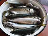 Ставриду собрал под пеной и мусором: 12 г пилькер, разные горизонты, около трёх кило