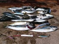 Севастополь, рассвет и мусорные «окна»: как ставрида меняла приманки по ходу дня