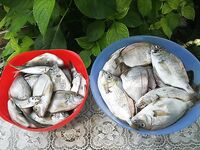 Новомихайловский с лодки: морская рыбалка по карасю 6–7 кг, рулена и кукушка отпущены