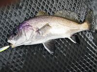 Новомихайловский с лодки: морская рыбалка по карасю 6–7 кг, рулена и кукушка отпущены