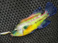 Новомихайловский с лодки: морская рыбалка по карасю 6–7 кг, рулена и кукушка отпущены