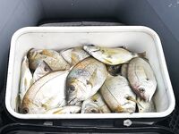 Новомихайловский с лодки: морская рыбалка по карасю 6–7 кг, рулена и кукушка отпущены