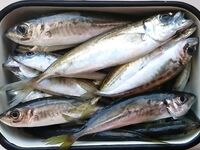 Тренировка заброса: рыбалка у дочки — пилькер, силикон и поплавок, ловит почти сама