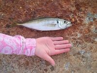 Пляж, мидии и бомбарда: рыбалка между тостами — дочка с первого заброса поймала «мутанта»