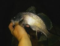 Пляж, мидии и бомбарда: рыбалка между тостами — дочка с первого заброса поймала «мутанта»