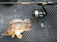 С лодки на стики и пилькеры: рыбалка по горбылю и скорпене удалась, караси добавили темп