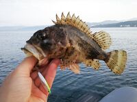 С лодки на стики и пилькеры: рыбалка по горбылю и скорпене удалась, караси добавили темп