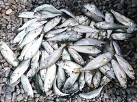 Выбор палок под море: рыбалка показала, что Viper Select 802 и X1 702M закрывают темы