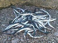 Выбор палок под море: рыбалка показала, что Viper Select 802 и X1 702M закрывают темы