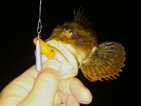 Вечером раздача на ставки и железо молчит: рыбалка по ершу на джиг-риг и загадочные «откусы»