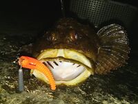 Вечером раздача на ставки и железо молчит: рыбалка по ершу на джиг-риг и загадочные «откусы»