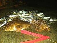 Вечером раздача на ставки и железо молчит: рыбалка по ершу на джиг-риг и загадочные «откусы»