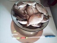 Рассветный максимум до 20 см: рыбалка бодро клевала на 20–40 м и быстро стихла