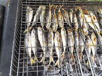 Вечерний выход с братом: рыбалка по ставриде «то подходит, то уходит», на жарёху хватило