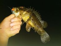 Антикарась и хвосты: рыбалка показала «кусателей», горбылик на джиг-риг и зачётные колючки