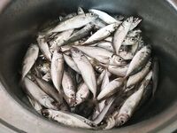 Ночной поиск ерша не сложился: морская рыбалка встала, а ставрида включилась и радовала